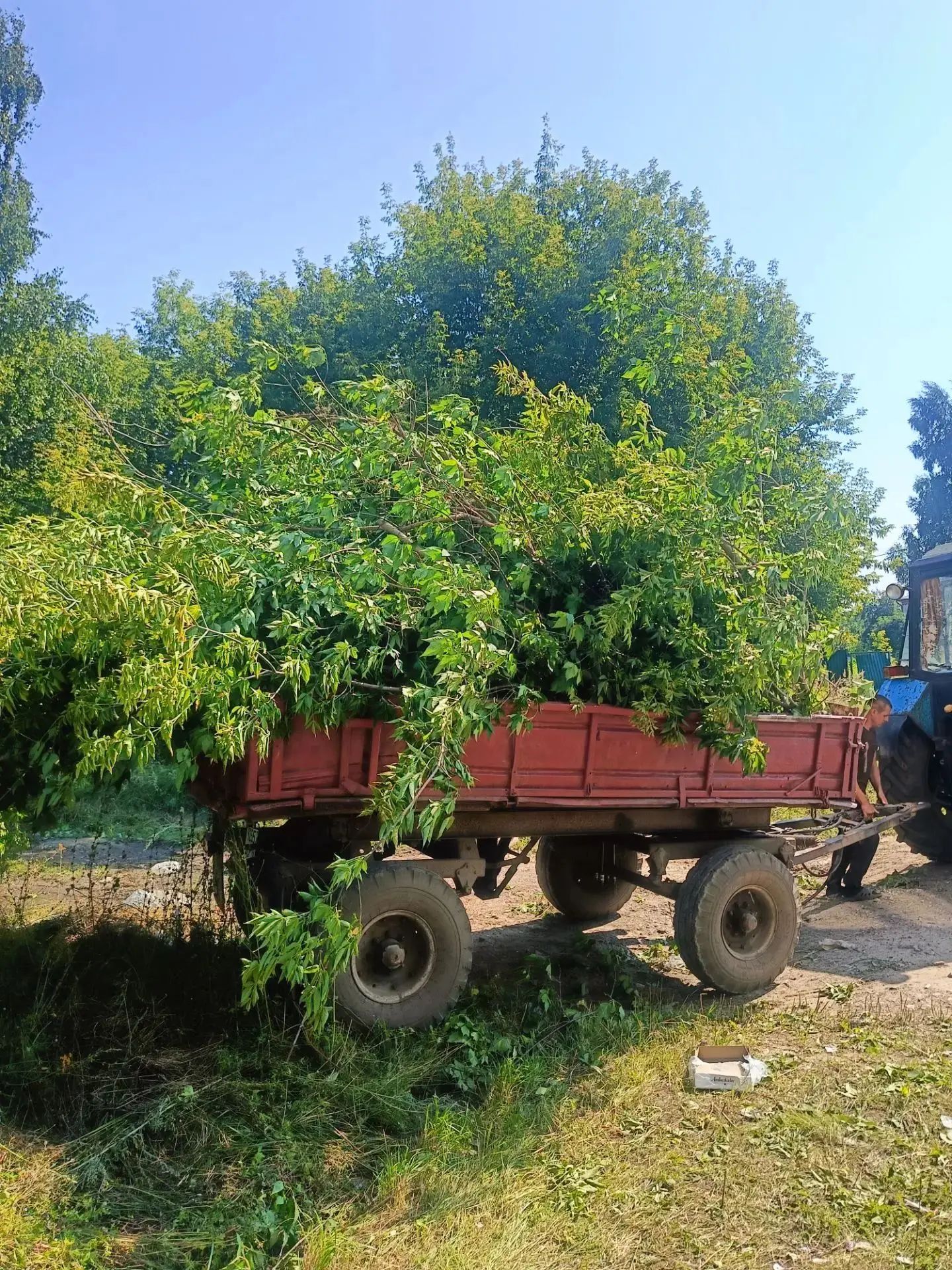 В Болгаре продолжается масштабная чистка от американского клёна
