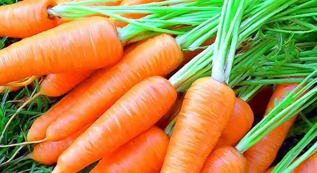 Способ посадки моркови: всходы появляются через 5 дней и нет необходимостипрореживать