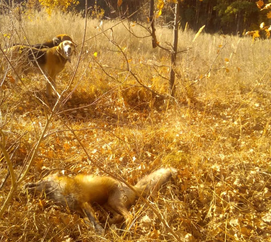 В Спасском районе начались мероприятия по регулированию численности лисиц (ФОТОРЕПОРТАЖ)