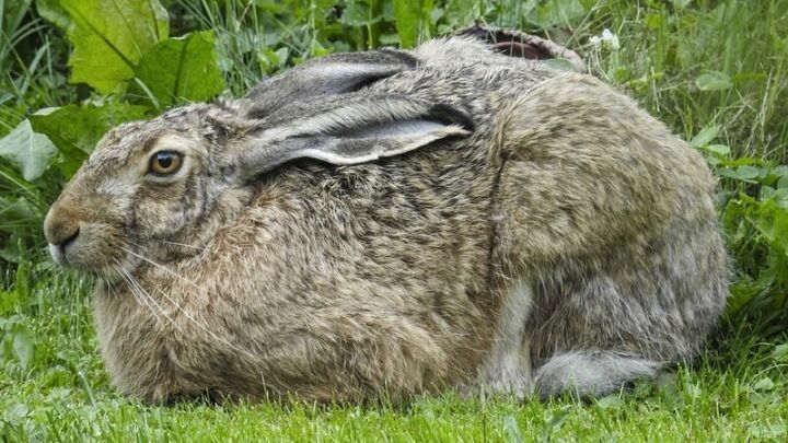 В Спасском районе запретили охоту на зайца