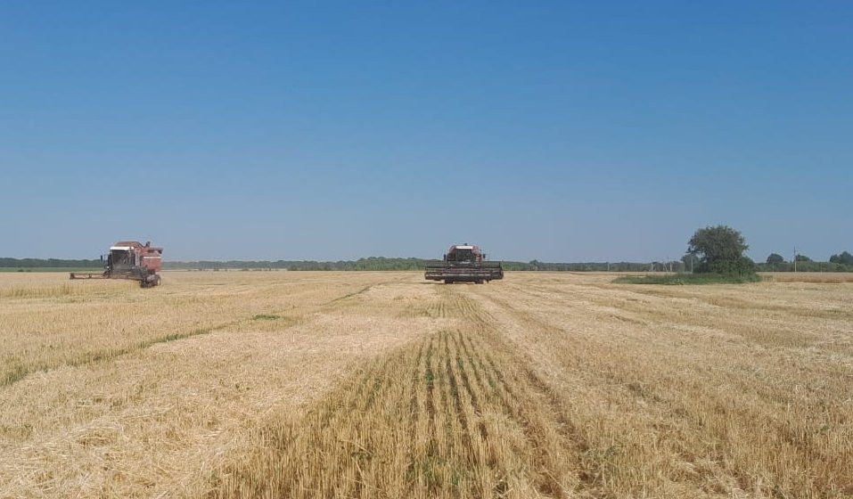 Зерно из Спасского района вошло в топ-5 по качеству в Татарстане