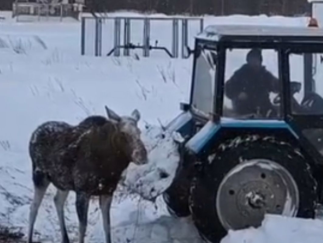 В Нурлатском районе спасли лося, застрявшего в глубоком сугробе