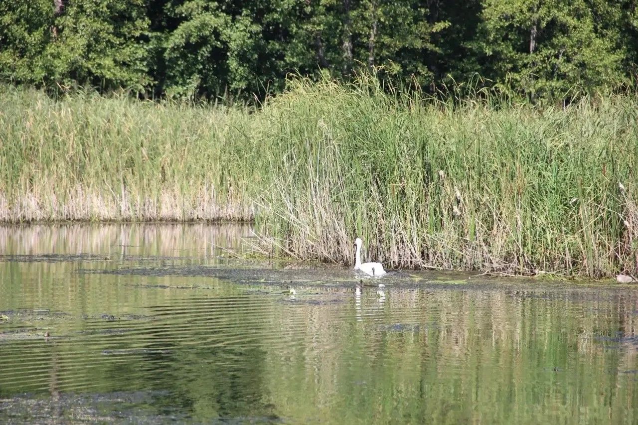 Скауты со всей России увидели природу заказника «Спасский» с воды