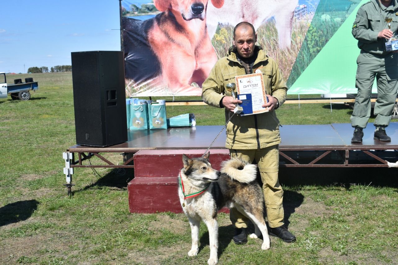 В Спасском районе РТ прошла выставка собак охотничьих пород лайка и гончая