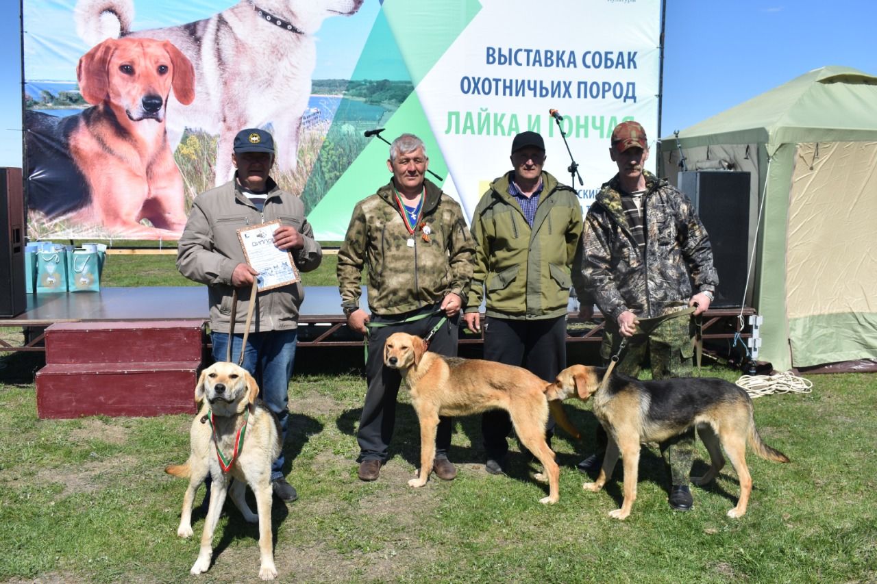В Спасском районе РТ прошла выставка собак охотничьих пород лайка и гончая