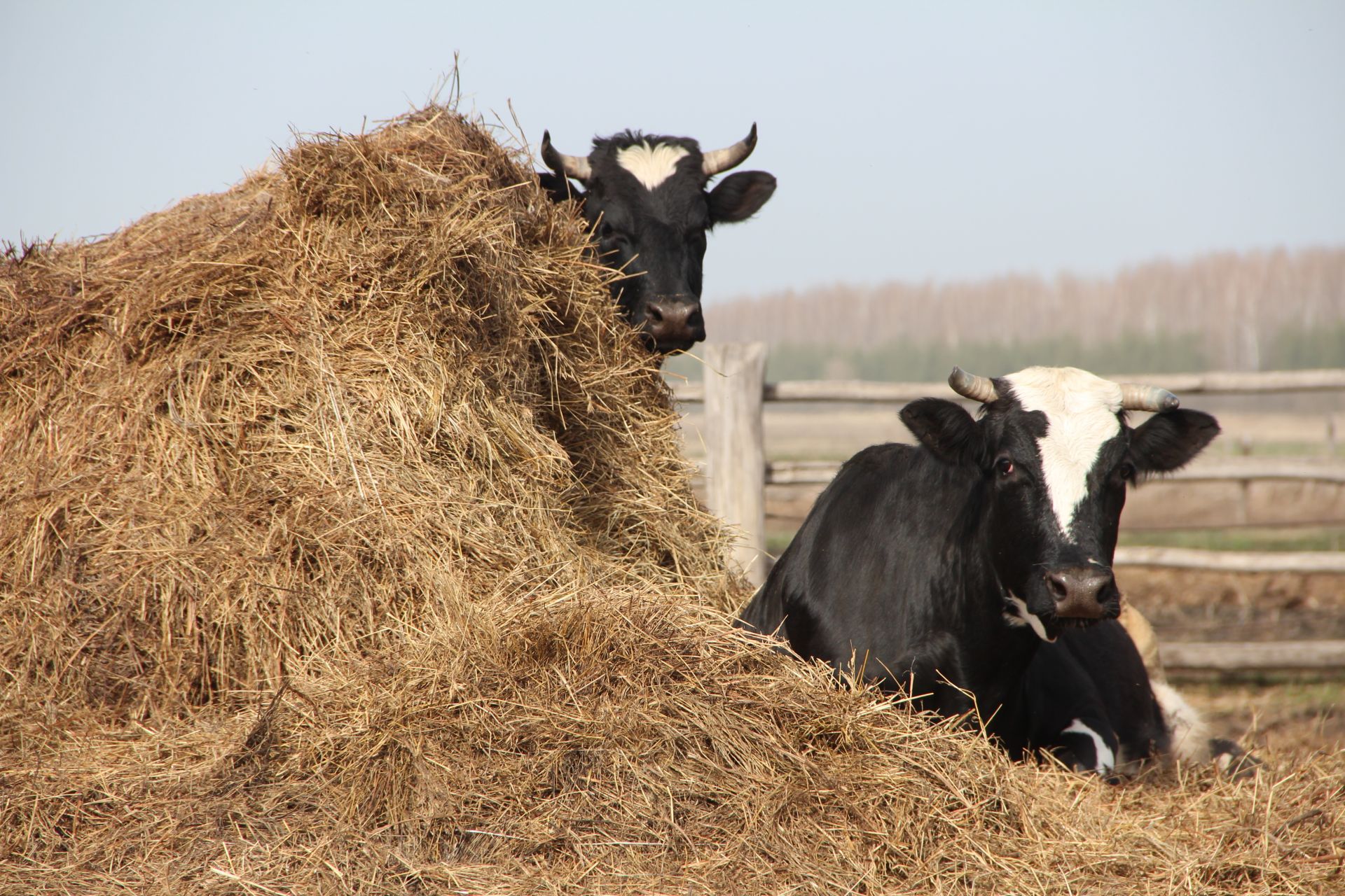В Спасском районе прошла проверка готовности сельхозпредприятий к весенне-полевым работам