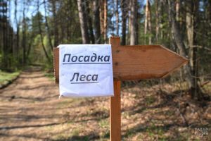 В Татарстане восстановили более 1700 га лесов