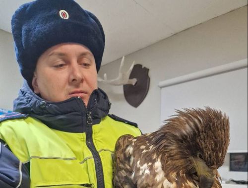 В Татарстане водитель грузовика сбил краснокнижного орлана-белохвоста