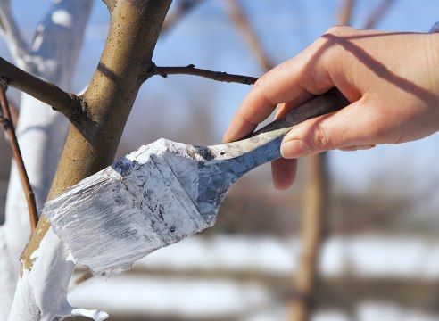 Февраль аенда бакча эшләре