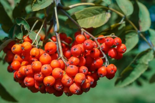 9 сентября - Анфиса Рябинница: приметы и запреты дня