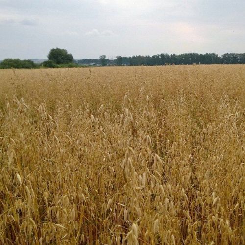 В нескольких районах РТ обнаружено излишнее увлажнение почвы
