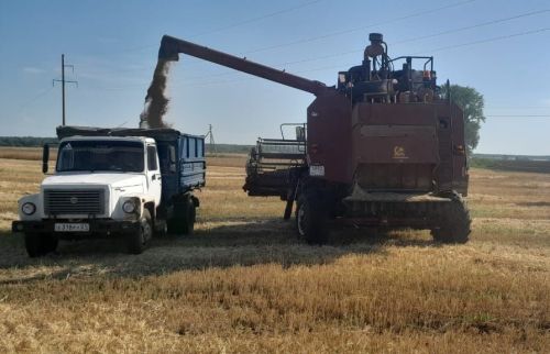В Спасском районе приступили к уборке озимой пшеницы