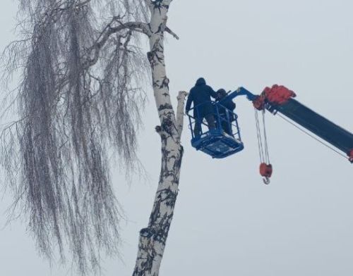 В Болгаре началась санитарная вырубка старых и аварийных деревьев