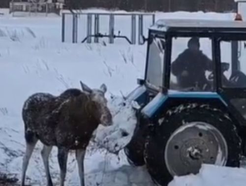 В Нурлатском районе спасли лося, застрявшего в глубоком сугробе