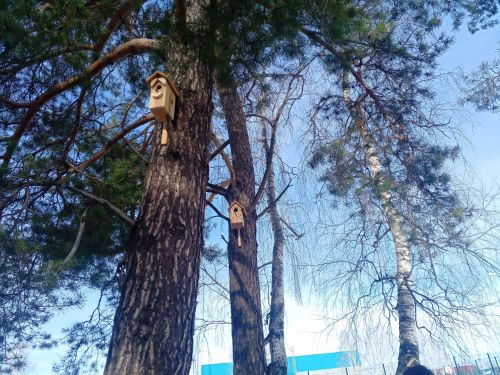 На ипподроме Болгара установили скворечники, сделанные руками детей