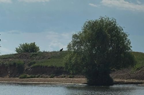 В заказнике «Спасский» посчитали краснокнижных орланов-белохвостов