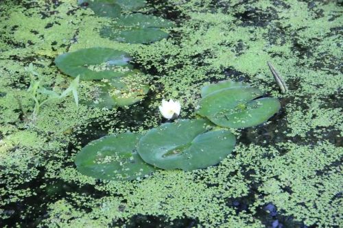 Скауты со всей России увидели природу заказника «Спасский» с воды