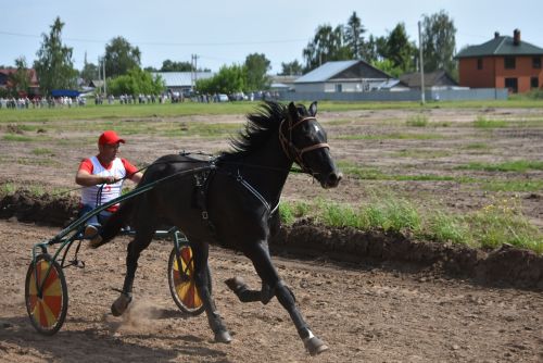Конные скачки