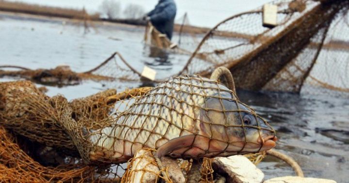 В Спасском районе выявлено шесть случаев браконьерства