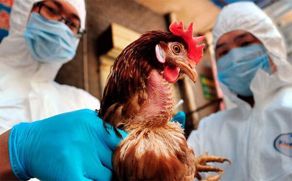 Вниманию спассцев: птичий грипп  снова заявил о себе