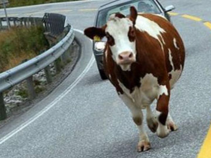 Осторожно: корова на трассе!