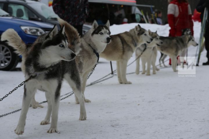 Гонка на собачьих упряжках «Волга Квест» вновь финиширует в Болгаре