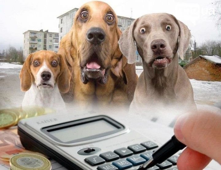 В Госдуме уточнили, будет ли налог на домашних животных