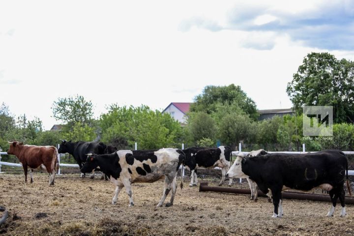 В Татарстане хозяйствам компенсируют расходы по замене лейкозного скота на новое поголовье