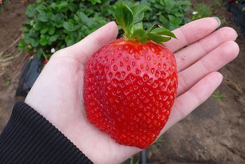 Пять приемов, которые увеличат размер ягод клубники в два раза