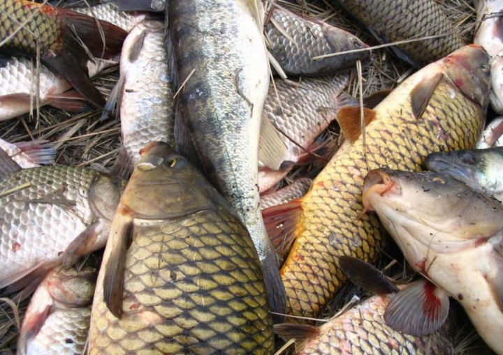 Сотрудниками полиции Спасского района выявлены нарушения правил рыболовства