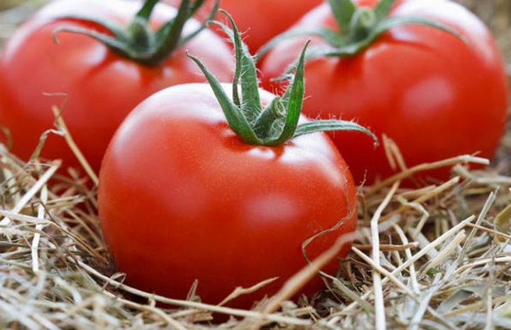Чего нельзя делать при выращивании помидоров?