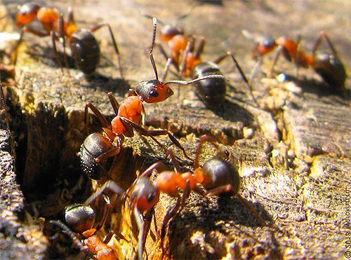 Чем убить муравья на участке?