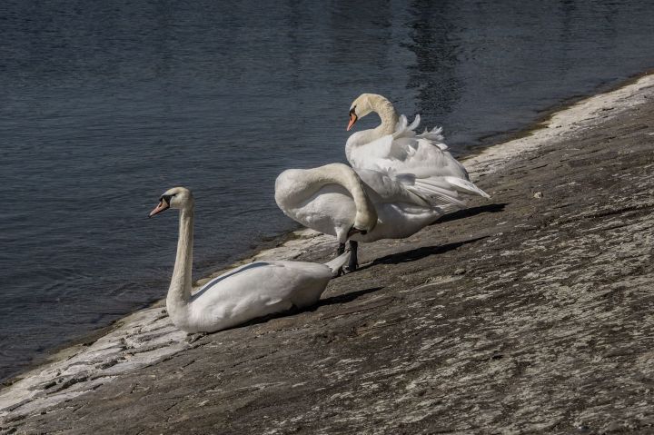 В Спасском районе на озеро прилетели сразу двадцать два лебедя