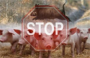 В Ульяновской области зарегистрирована вспышка африканской чумы свиней