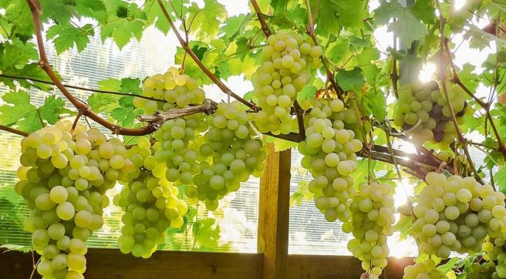 ПЯТЬ самых главных ошибок при выращивании винограда