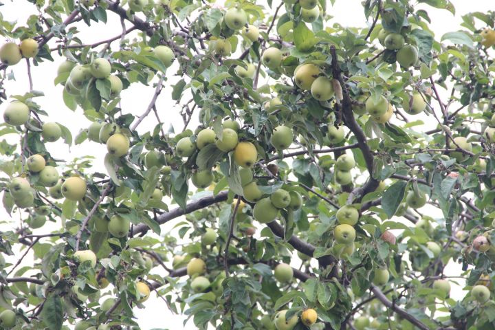 19 августа -- Яблочный Спас