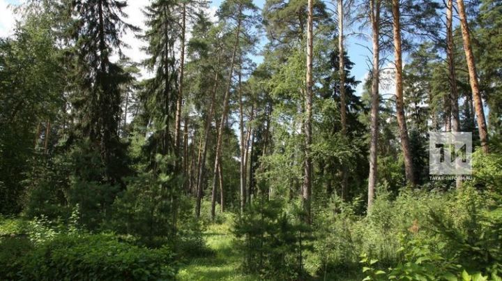 Около 200 млн. рублей направят на сохранение татарстанских лесов