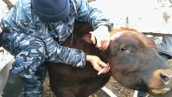 В Спасском районе наблюдается высокая инфицированность коров лейкозом