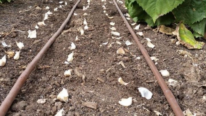 Советы огородника Спасского района: секреты посадки чеснока в зиму