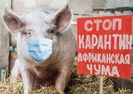 Спасскому району может угрожать африканская чума свиней