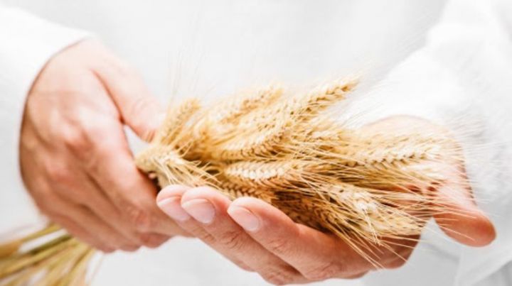 Учеными Татарстана выведен новый сорт пшеницы «100 лет ТАССР»