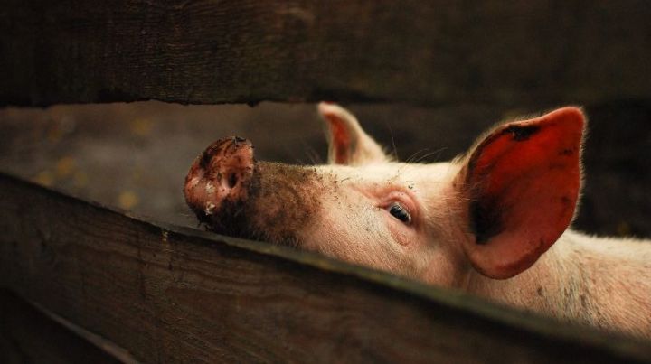 В граничащих со Спасским районом Самарской и Ульяновской областях зарегистрирована африканская чума свиней
