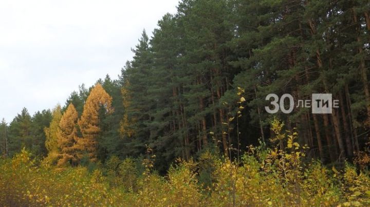 В Татарстане по нацпроекту «Экология» восстановили свыше 2,5 тыс. гектаров леса