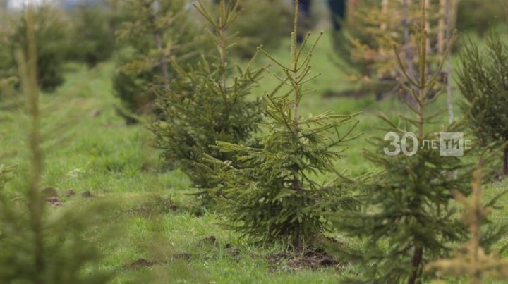 В Татарстане высадят полмиллиона деревьев в память о погибших в Великой Отечественной войне
