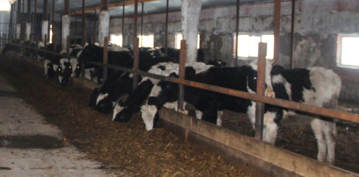 В Спасском районе с фермы украли теленка