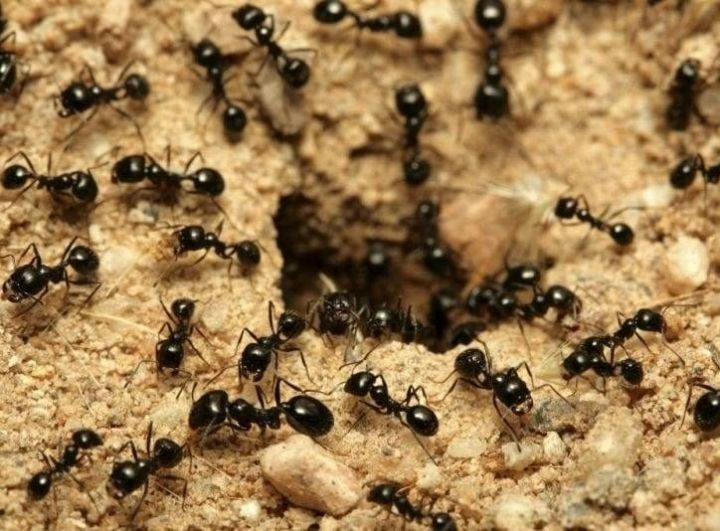 Как уничтожить муравьев на участке: несколько действенных способов