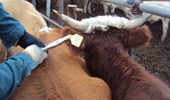 Крупному рогатому скоту в Татарстане присвоят идентификационные номера