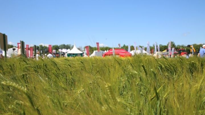 В Татарстане пройдет полевая выставка "День поля - 2020"