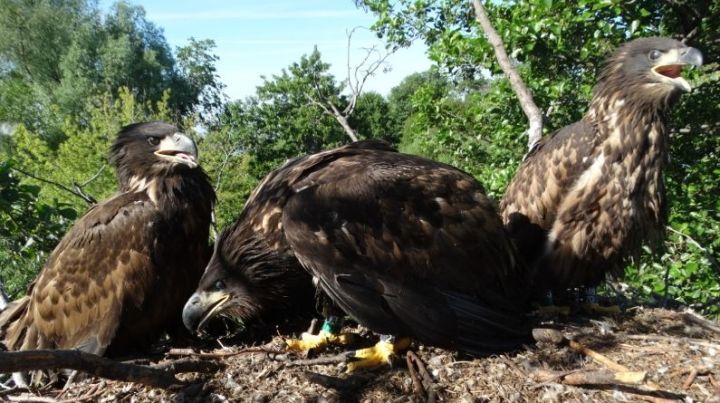 В заповеднике «Спасский» у краснокнижных орланов-белохвоствов появились птенцы