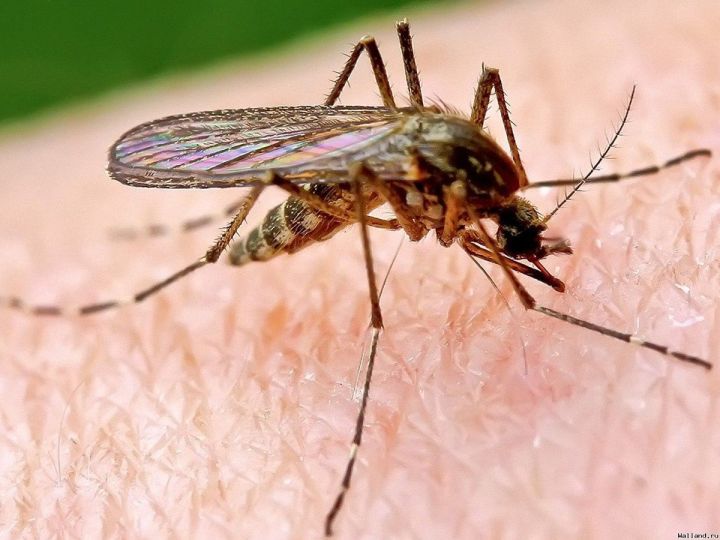 Комары атакуют: есть ли спасение от летающих кровопийц